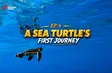 A sea turtle’s first journey | Việt Nam Wild Live