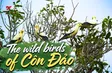 The wild birds of Côn Đảo | Việt Nam Wild Live