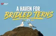 A haven for bridled terns | Vietnam Wild Live