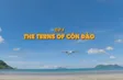 The terns of Côn Đảo | Vietnam Wild Live
