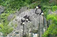 Ninh Bình expands langur habitat