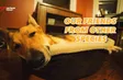 Our friends from other species | Insights