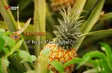 Sweetness of Kép Pineapples | The Rhythms of Vietnam