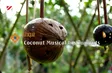 Coconuts musical instruments | The Rhythms of Vietnam