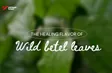 The Healing Flavour of Wild Betel Leaves | Vibes of Vietnam