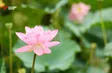 France Link | 13.07.2026