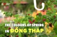 The Colours of Spring in Đồng Tháp | Vibes of Vietnam