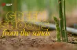 Green shoots from the sands | Local Towards Global