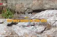 The Wild Birds of Côn Đảo | Vietnam Wild Live