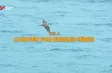 A haven for bridled terns - Part 2 | Vietnam Wild Live