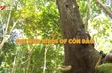 The wild birds of Côn Đảo - Part 3 | Vietnam Wild Live