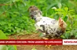 Nine-spurred chicken: from legend to livelihood