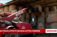 Heatwave affects Belgian cattle farmers