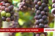 Khanh Hoa turns vineyards into tourism