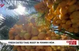 Fresh dates take root in Khanh Hoa