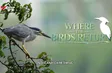 Where the birds return | I-Report