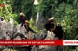 The silent guardians of Cat Ba’s langurs