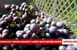 Tourism built around Hokkaido’s largest grape-growing region