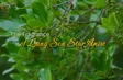 The Fragrance of Lang Son Star Anise | Vibes of Vietnam