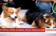 Pet festival offers colourful holiday escape in Ho Chi Minh City
