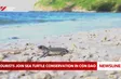 Tourists join sea turtle conservation in Con Dao