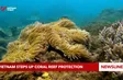 Vietnam steps up coral reef protection