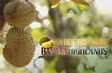 Golden Treasure from Basalt Highlands | Local Towards Global