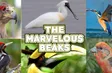 The Marvelous Beaks | Insights