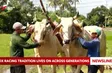 Ox racing tradition lives on across generations