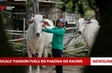 Locals' passion fuels Ro Pagoda Ox Racing