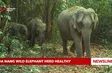Danang wild elephant herd healthy