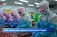 Deep processing enhances tuna export value
