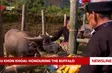 Su Khon Khoai: Honouring the buffalo