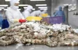 Promoting circular economy in the shrimp industry