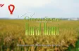 Green Space - Rural Hanoi | Check-in Guide