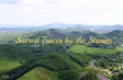Sacred Traces by the Stream | Vibes of Vietnam