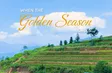 When the Golden Season Calls | Vibes of Vietnam