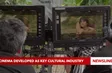 Cinema developed as key cultural industry