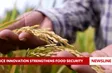 Rice innovation strengthens food security