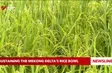 Sustaining the Mekong Delta’s rice bowl