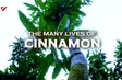 The Many Lives of Cinnamon | Vibes of Vietnam