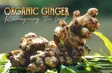 Organic gingers - Reimagining the land | Local Towards Global