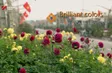 Brilliant Colors of Tich Giang Flowers | The Rhythms of Vietnam
