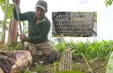 Nghề săn chuột đồng vào vụ