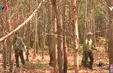 Đắk Lắk: Triển khai nhiều biện pháp phòng cháy, chữa cháy rừng