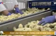 Pháp cấm tiêu huỷ gà trống con