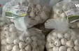 Sản xuất nông nghiệp sạch, nâng cao giá trị thương hiệu tỏi Lý Sơn