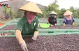 Thu hoạch cà phê cùng đồng bào Ba Na