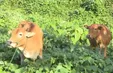 Xã cấp bò, dân nhận bê