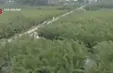 Chuyện cây dừa nước làm du lịch ở Hội An